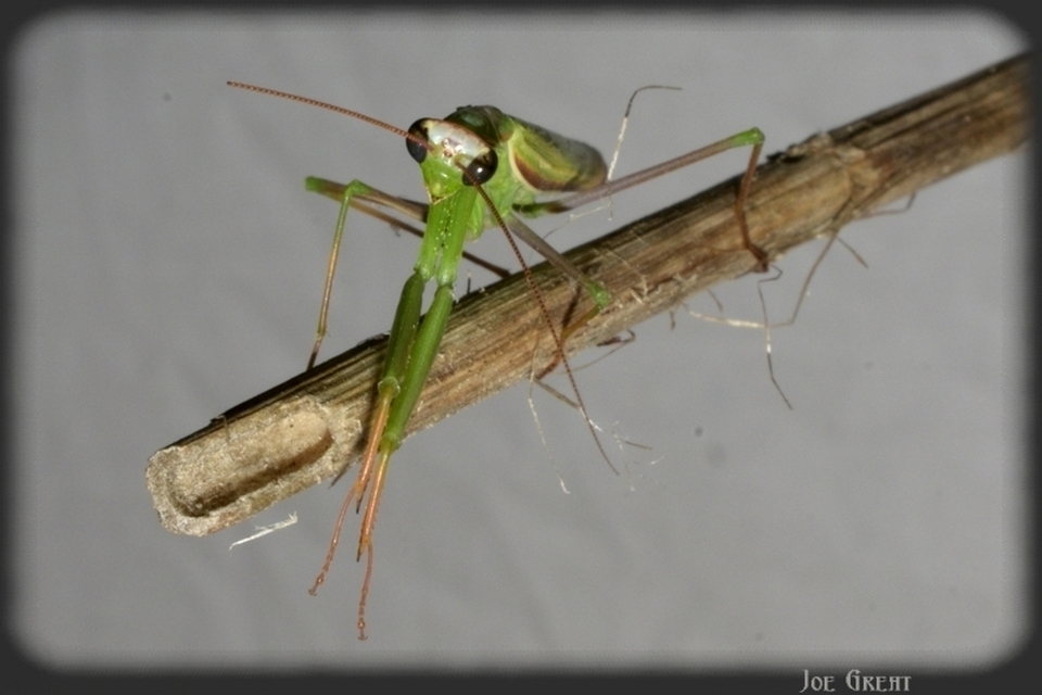 Mantis religiosa - imádkozósáska