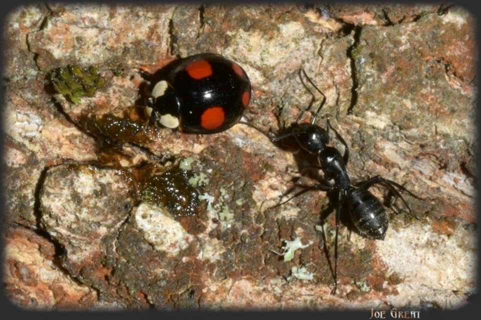 Harmonia axyridis - harlekinkatica