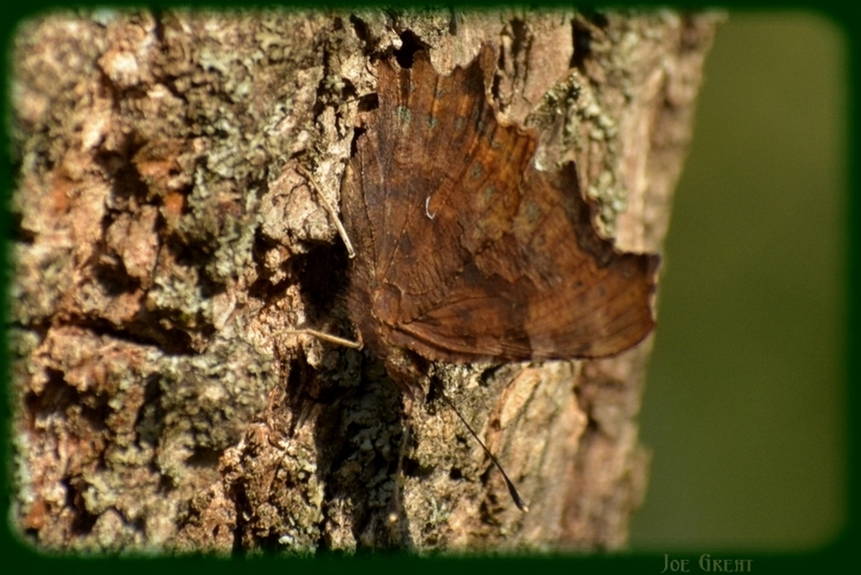 Nymphalis c-album - C-betűs lepke