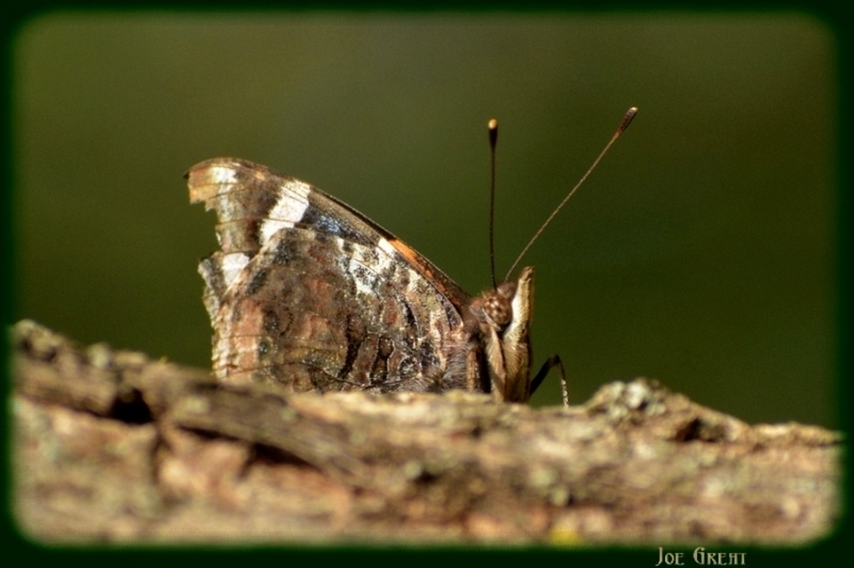 Vanessa atalanta - atalantalepke