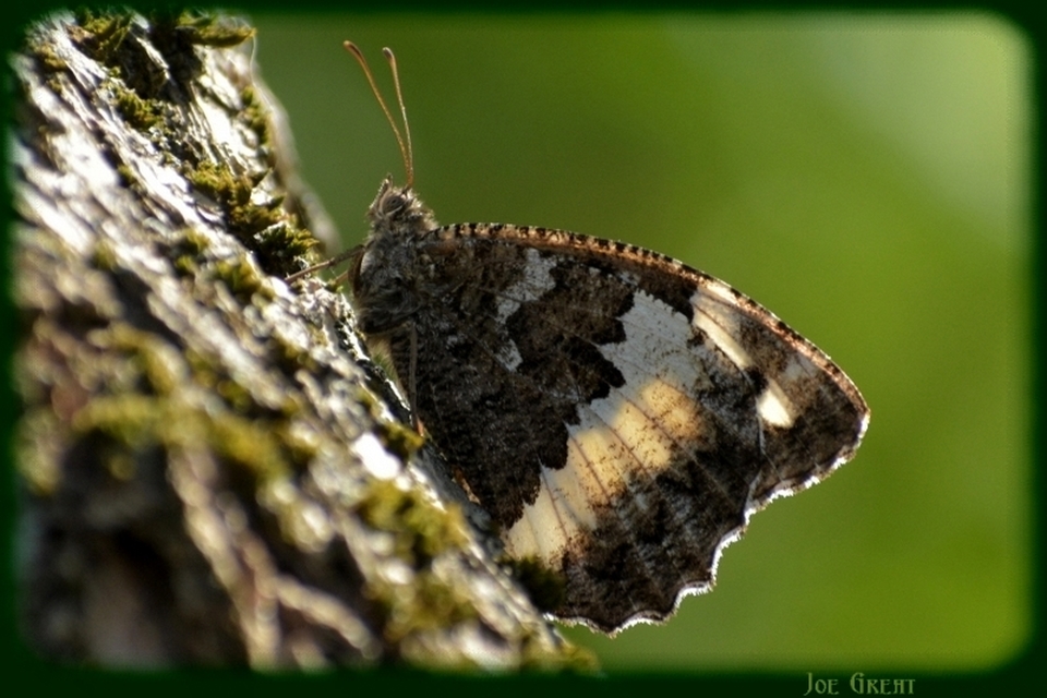 Brintesia circe - fehéröves szemeslepke