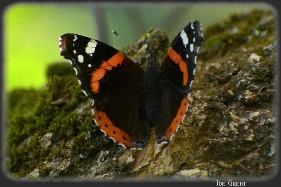 Vanessa atalanta - atalantalepke