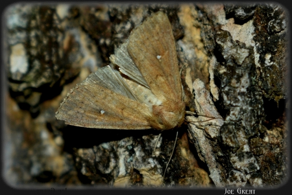 Mythimna albipuncta - fehérpettyes rétibagoly Mythimna albipuncta - fehérpettyes rétibagoly