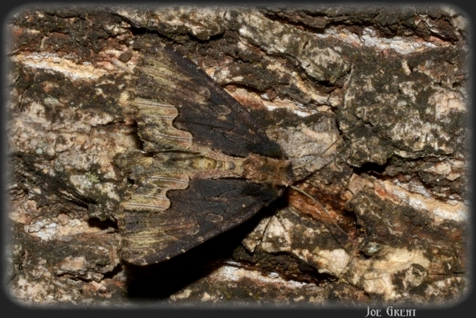 Dypterygia scabriuscula - szurokbarna nyáribagoly