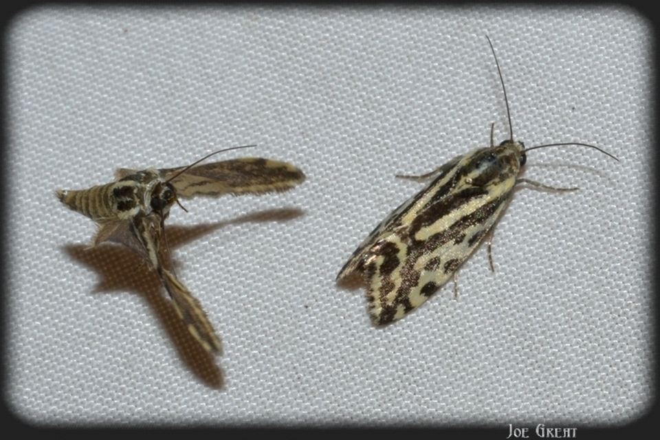 Emmelia trabealis - zebrabagoly