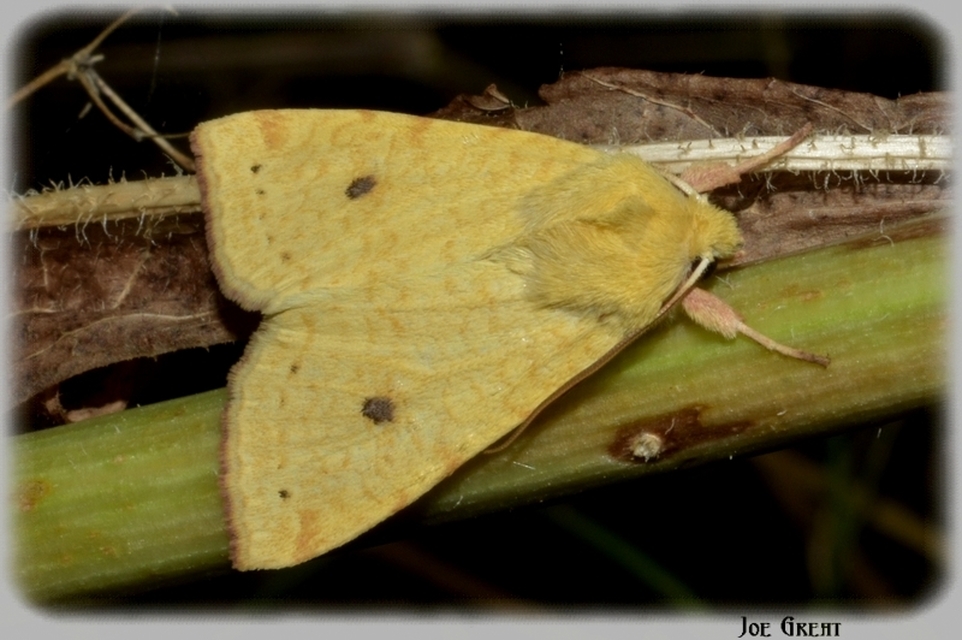 Cirrhia icteritia - nyárfa-sárgabagoly