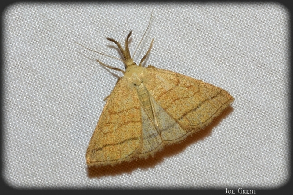 Polypogon tentacularia - sötétaljú karcsúbagoly