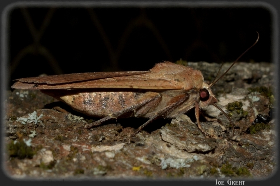Noctua pronuba - nagy sárgafűbagoly