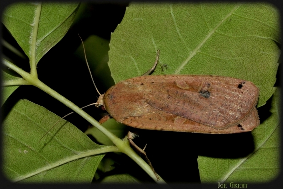 Noctua pronuba - nagy sárgafűbagoly