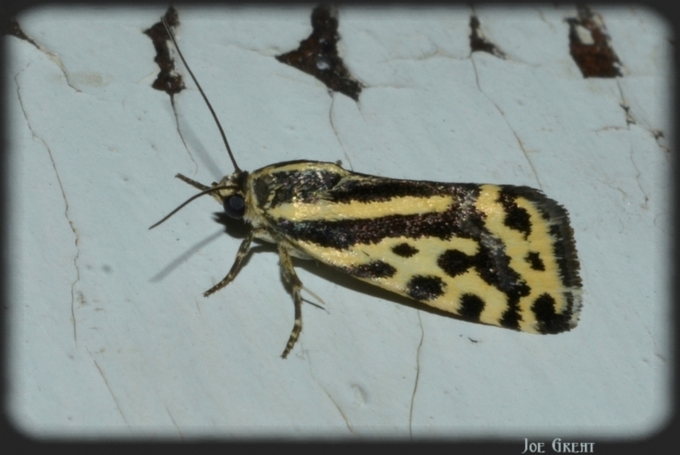 Emmelia trabealis - zebrabagoly