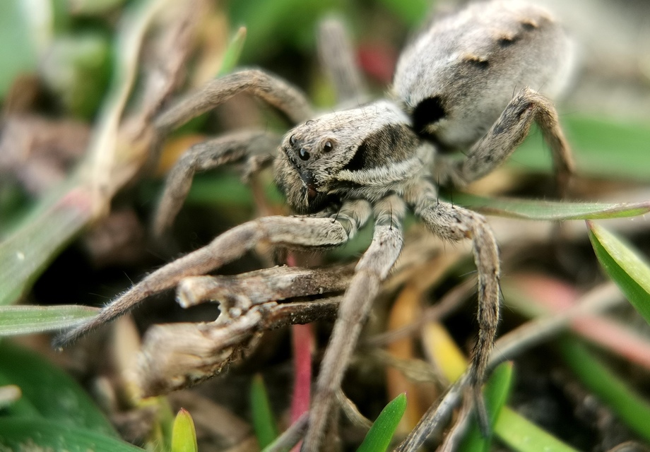 Alopecosa mariae