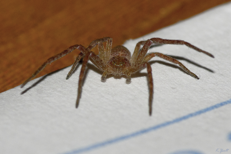 Philodromus