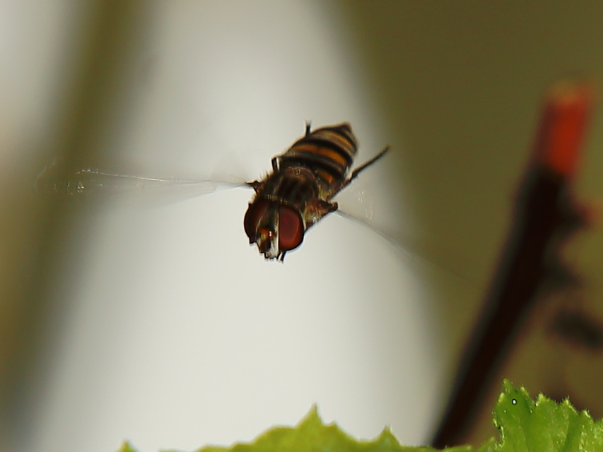 Episyrphus balteatus - ékfoltos zengőlégy