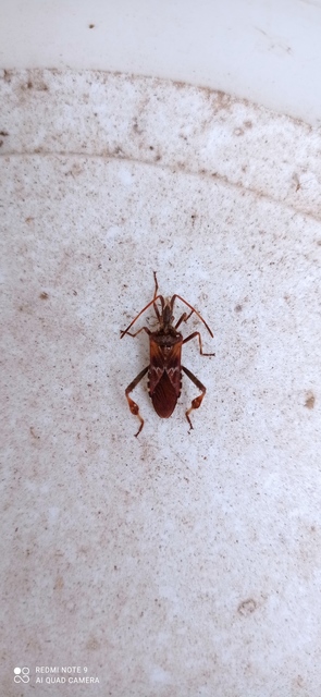 Leptoglossus occidentalis - nyugati levéllábú poloska