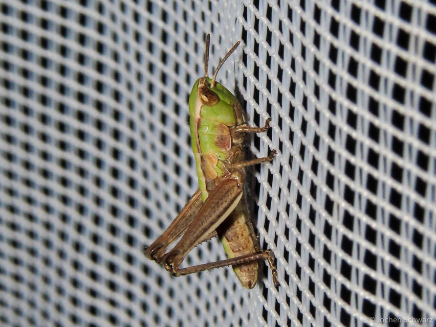 Stenobothrus lineatus - jajgató rétisáska