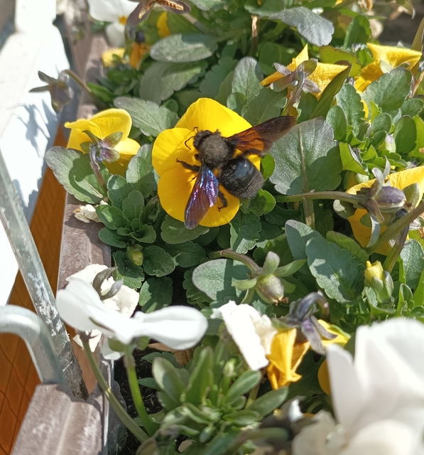 Xylocopa violacea - kék fadongó