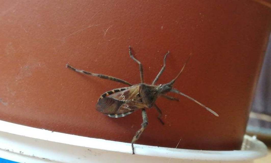 Leptoglossus occidentalis - nyugati levéllábú poloska