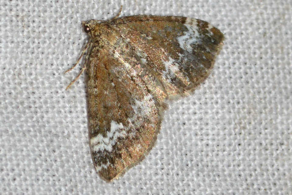 Perizoma alchemillata - árvacsalán-araszoló