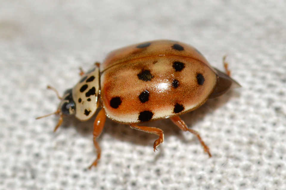 Harmonia quadripunctata - négypettyes katica