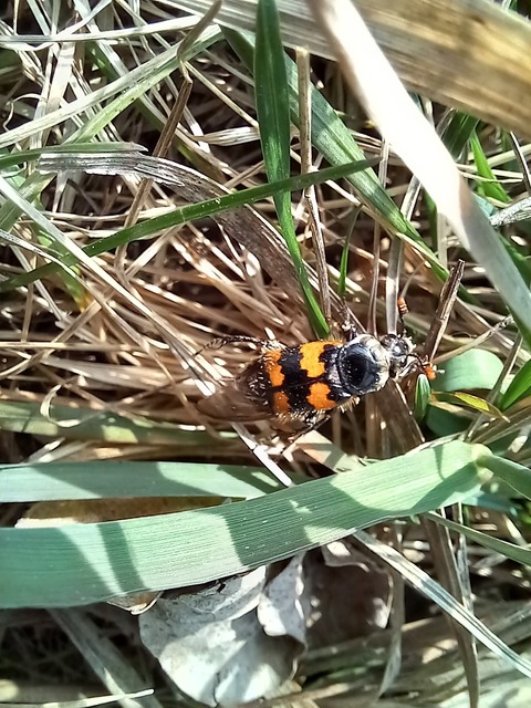 Nicrophorus vespillo - közönséges temetőbogár