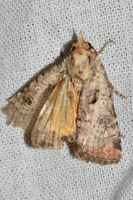 Epilecta linogrisea - karcsú sárgafűbagoly