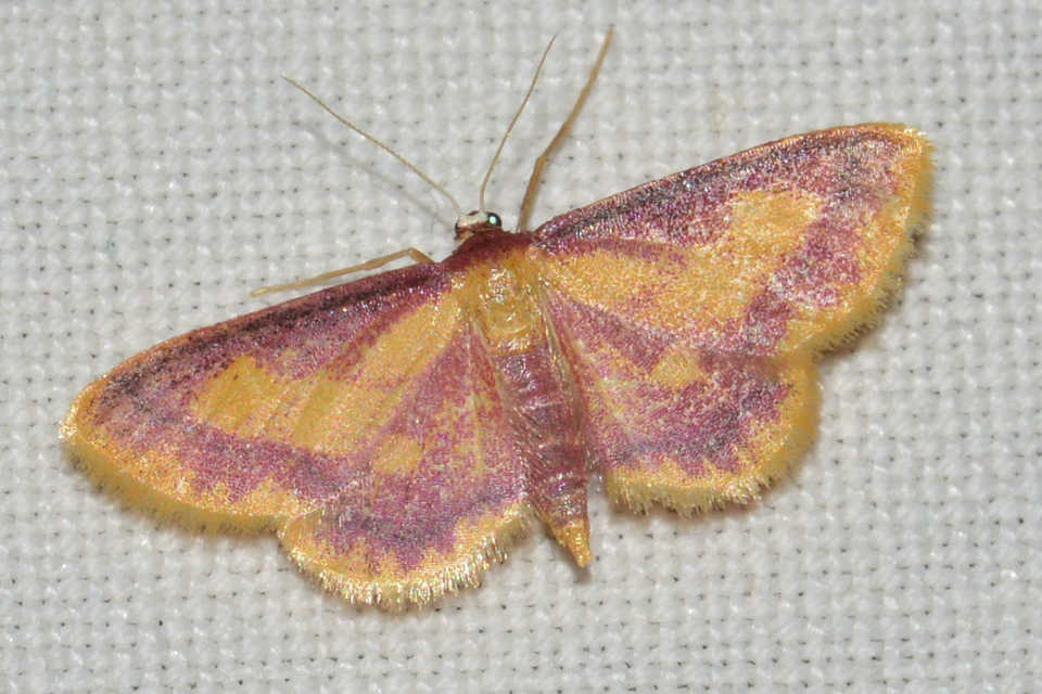 Idaea muricata - mocsári pirosaraszoló