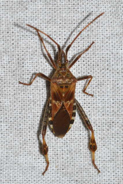 Leptoglossus occidentalis - nyugati levéllábú poloska