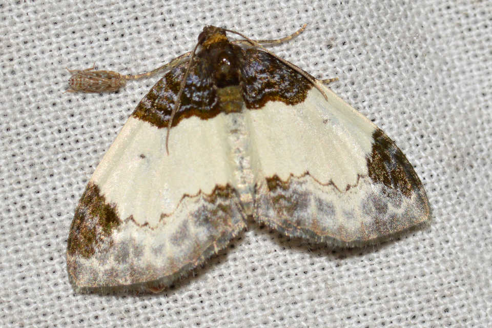 Mesoleuca albicillata - tarka fűzfaaraszoló