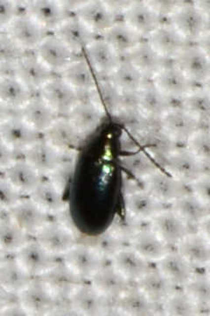 Phyllotreta nigripes - feketecsápú káposzta-földibolha