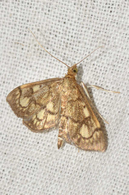 Anania coronata - koronás dudvamoly