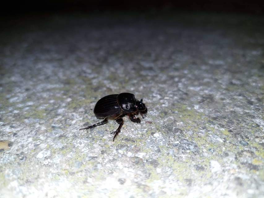 Copris lunaris - közönséges holdszarvú-ganéjtúró