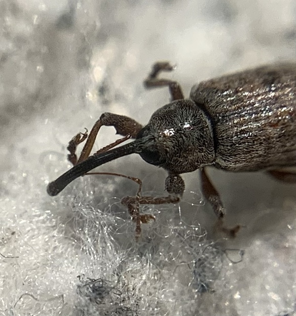 Dorytomus longimanus - kétalakú hangormányos