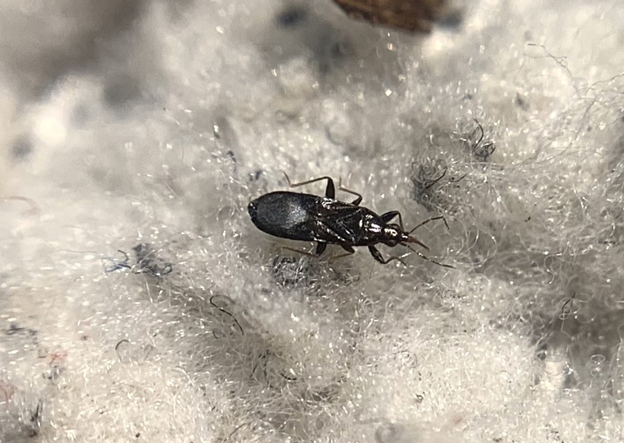 Dufouriellus ater Dufouriellus ater
