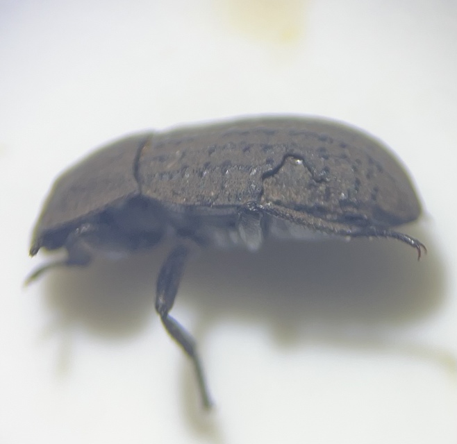 Opatrum sabulosum - sároshátú gyászbogár