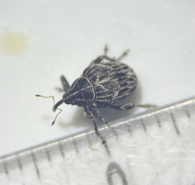 Mogulones geographicus - térképes kígyószisz-tarkaormányos