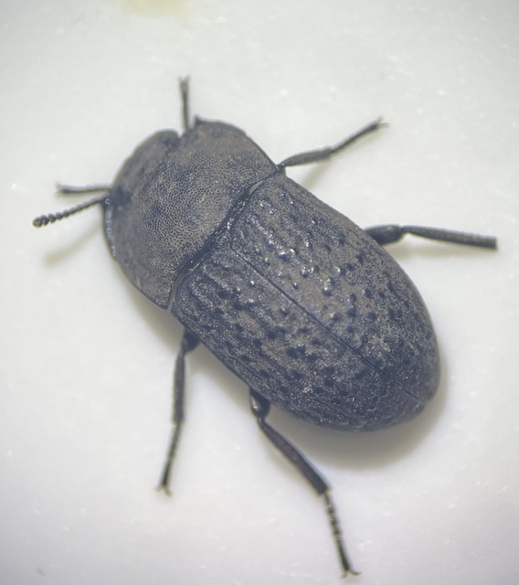 Opatrum sabulosum - sároshátú gyászbogár