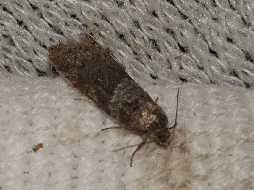 Tortricodes alternella - tavaszi sodrómoly