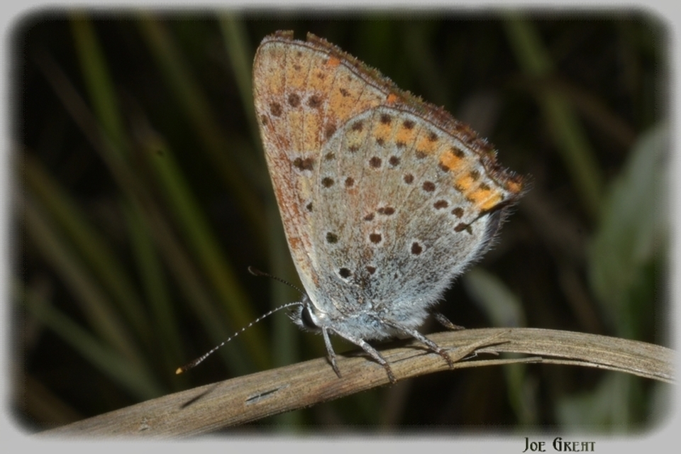 Lycaena thersamon - kis tűzlepke
