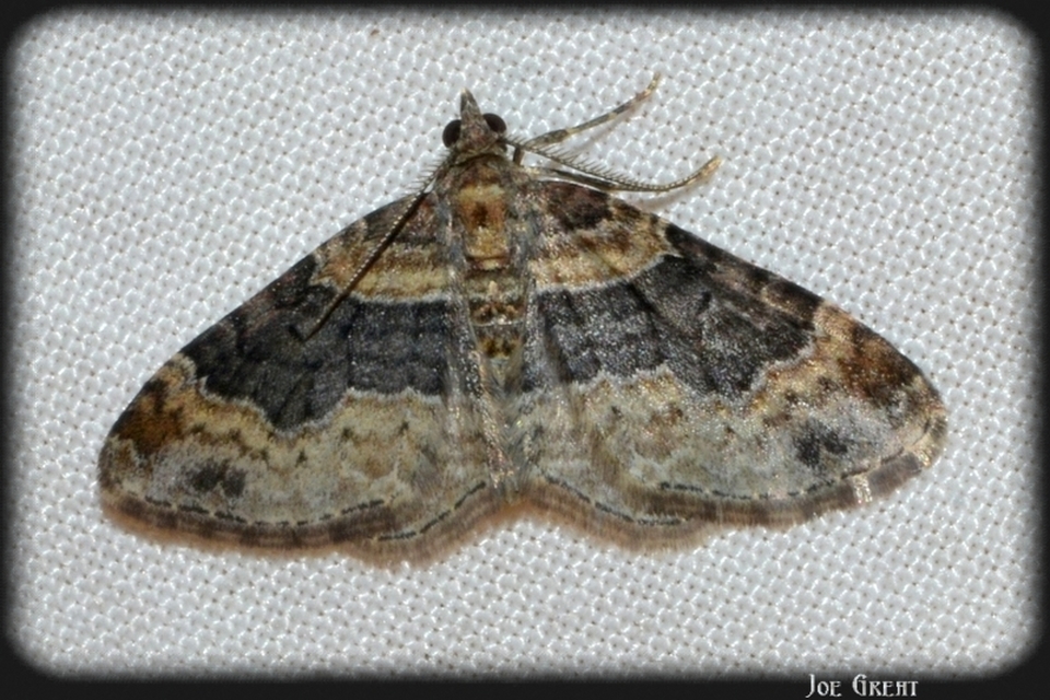 Xanthorhoe