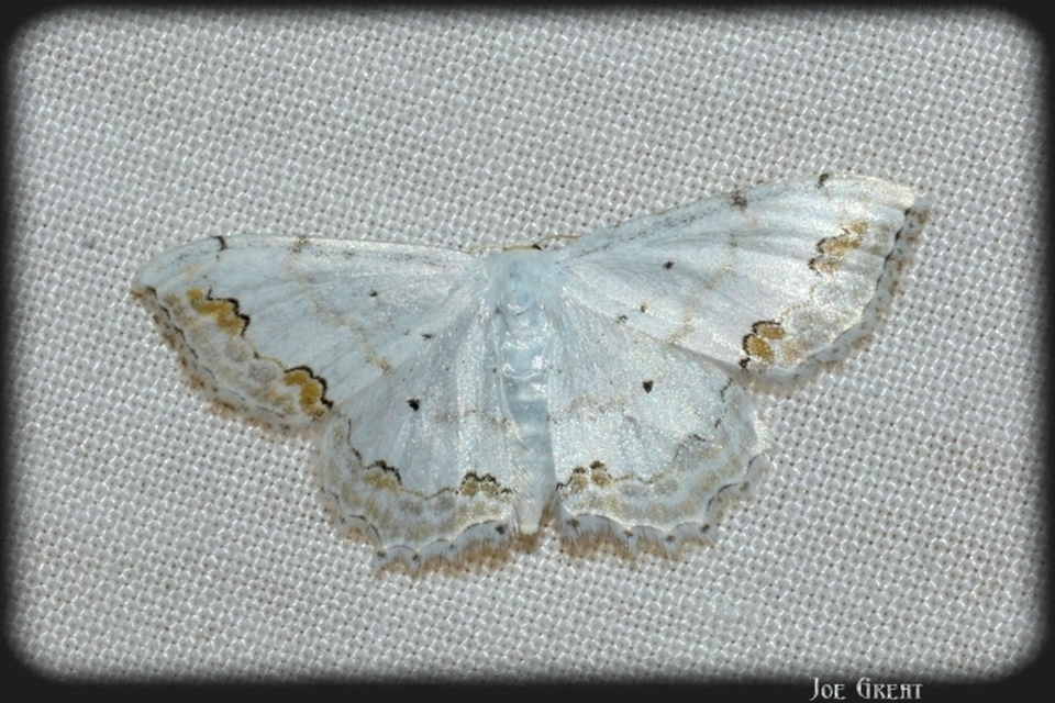 Scopula ornata - díszes fehéraraszoló