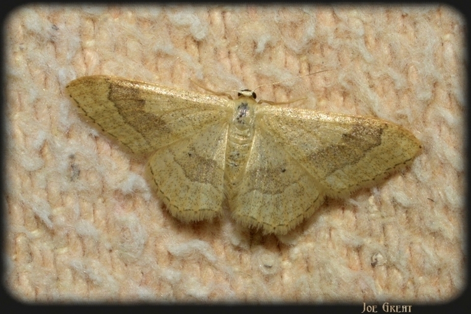 Idaea aversata - nagy sávosaraszoló