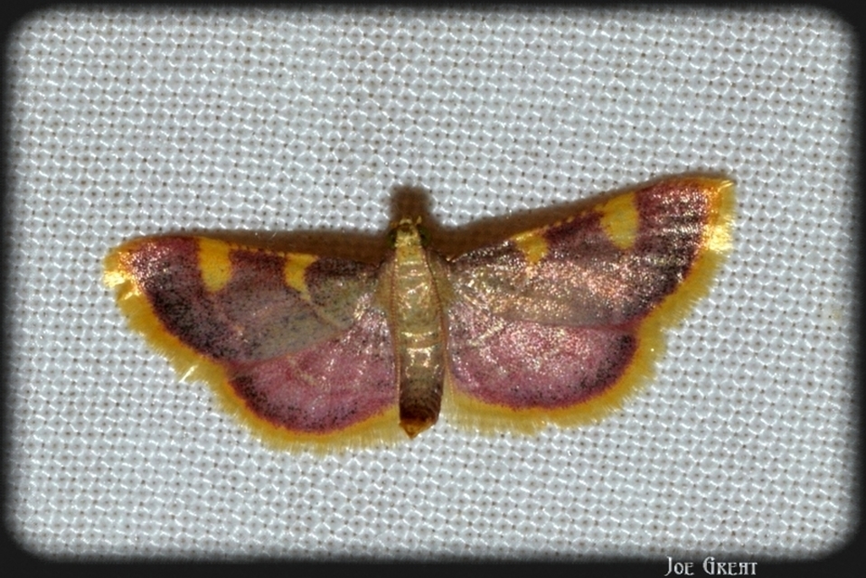 Hypsopygia costalis - szénailonca