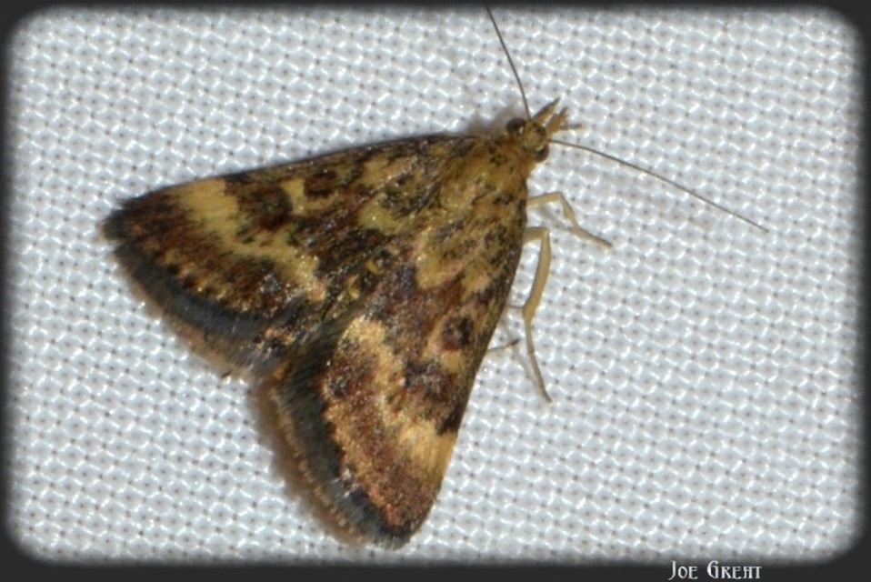 Pyrausta despicata - réti bíbormoly