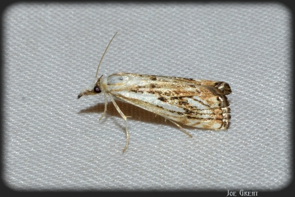 Catoptria falsella - hálós fűgyökérmoly
