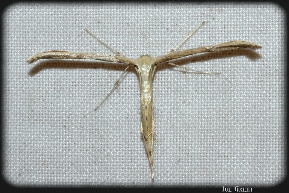 Pterophoridae - tollasmolyfélék