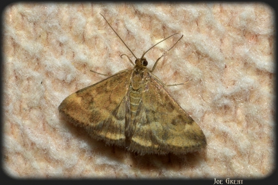 Pyrausta despicata - réti bíbormoly
