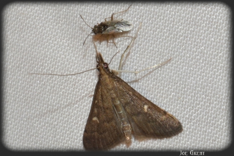 Dolicharthria punctalis - hosszúlábú tűzmoly