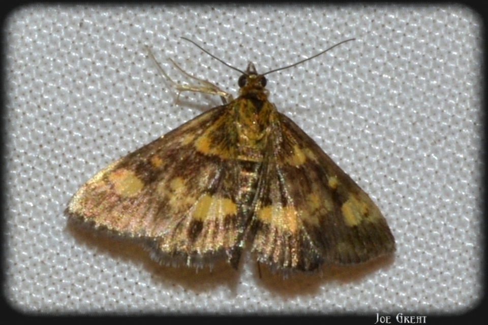 Pyrausta aurata - aranyló bíbormoly