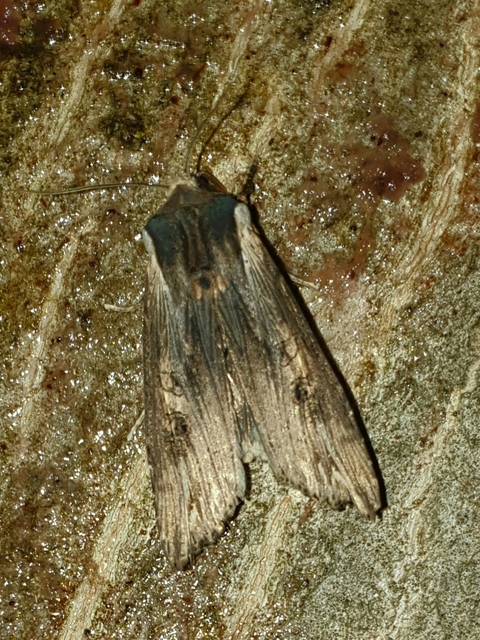 Xylena exsoleta - szürke fabagoly