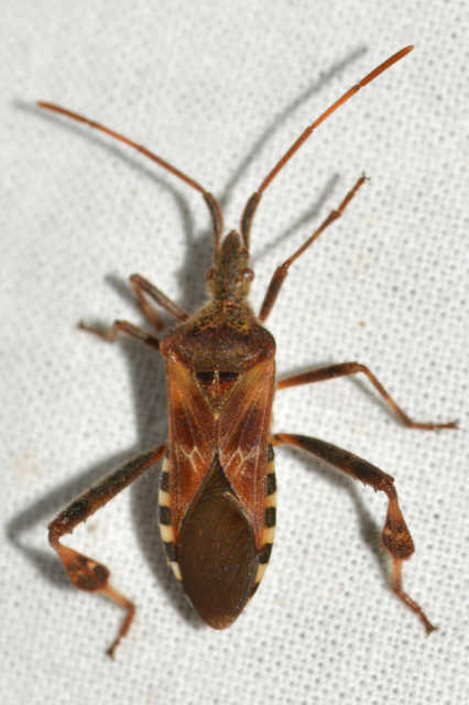 Leptoglossus occidentalis - nyugati levéllábú poloska